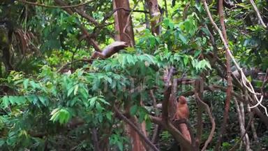 猴子在雨林里爬树